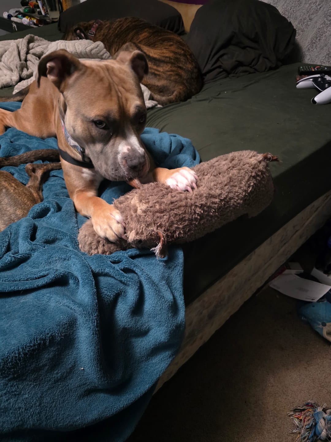 Customer photo review of Tough Plush - Triple Stitch