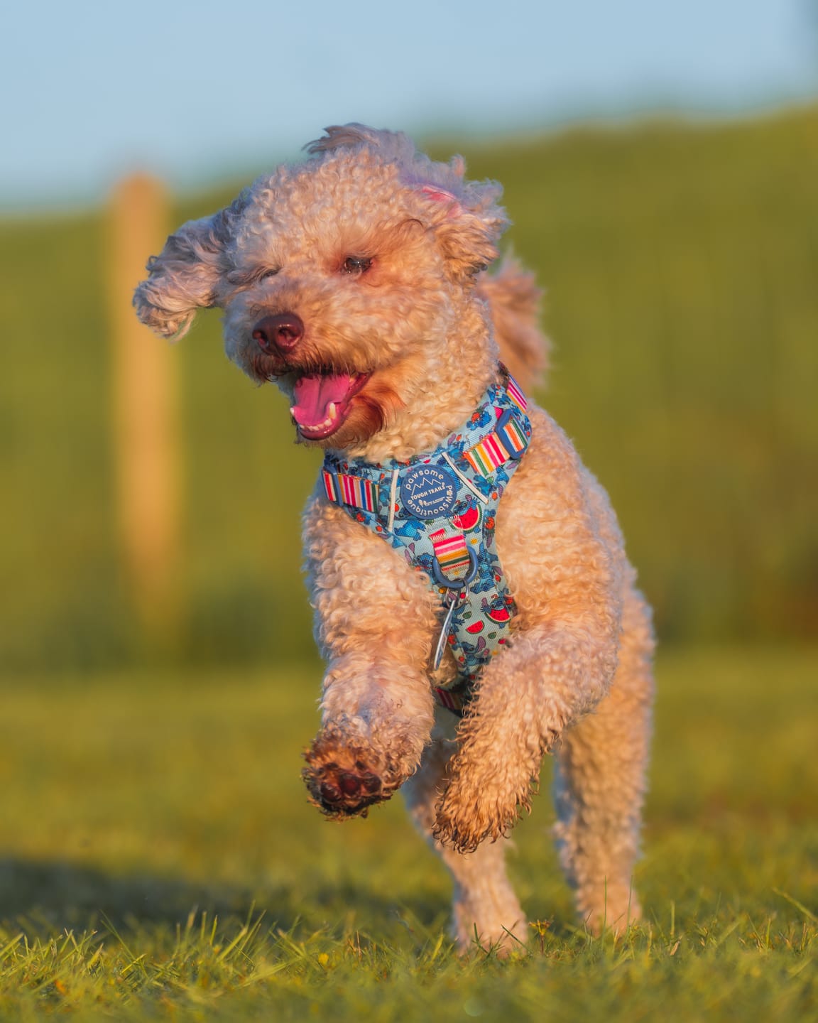 Customer photo review of Disney© Tough Trails™ Harness - Stitch's Fruit Fiesta
