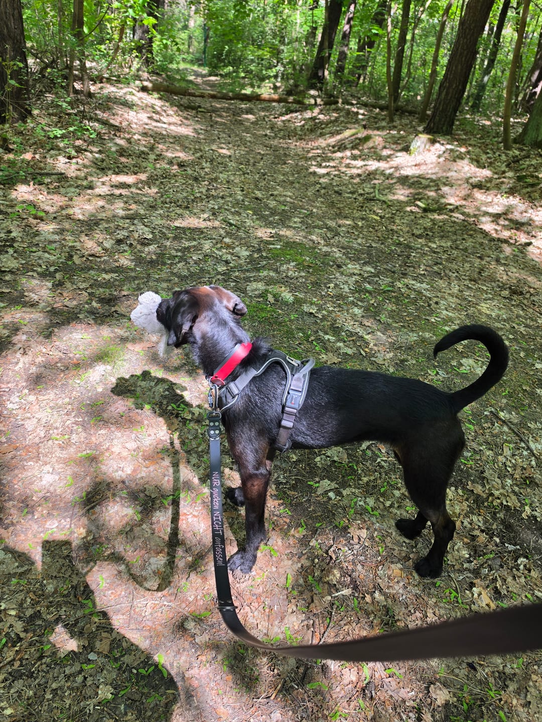 Customer photo review of Strotonin Dog Support