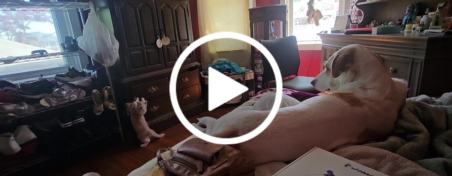 Customer video review of Interactive Bird Simulation Cat Toy Set