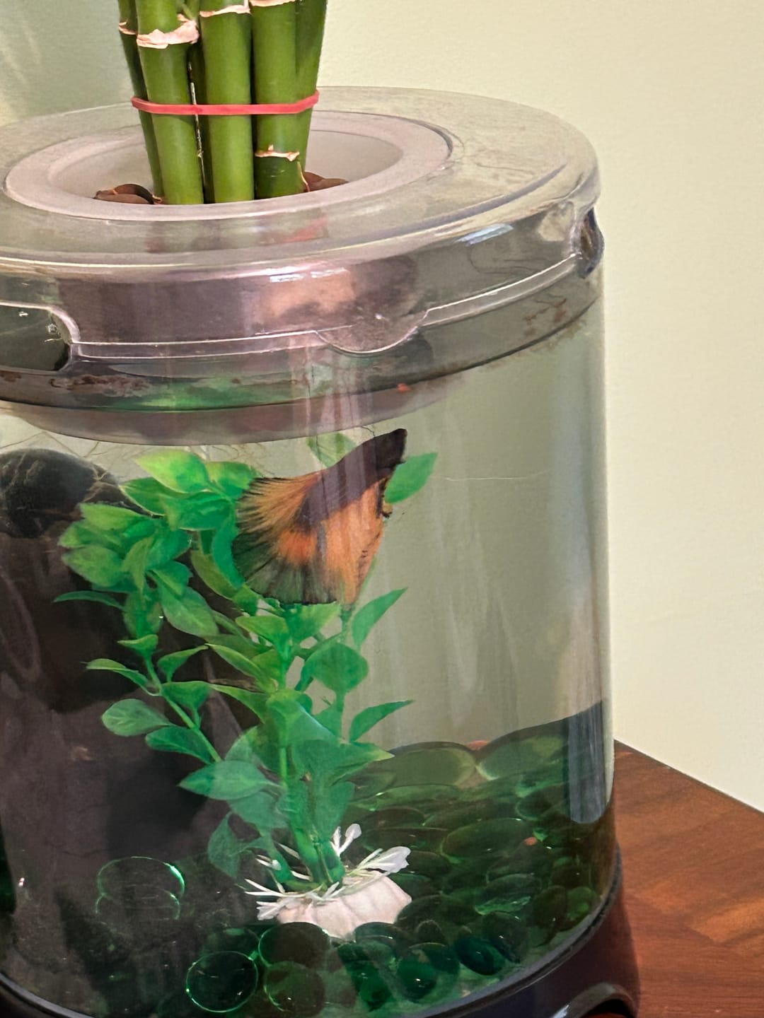 Customer photo review of Rare Halfmoon Platinum Butterfly Betta Fish (Male)