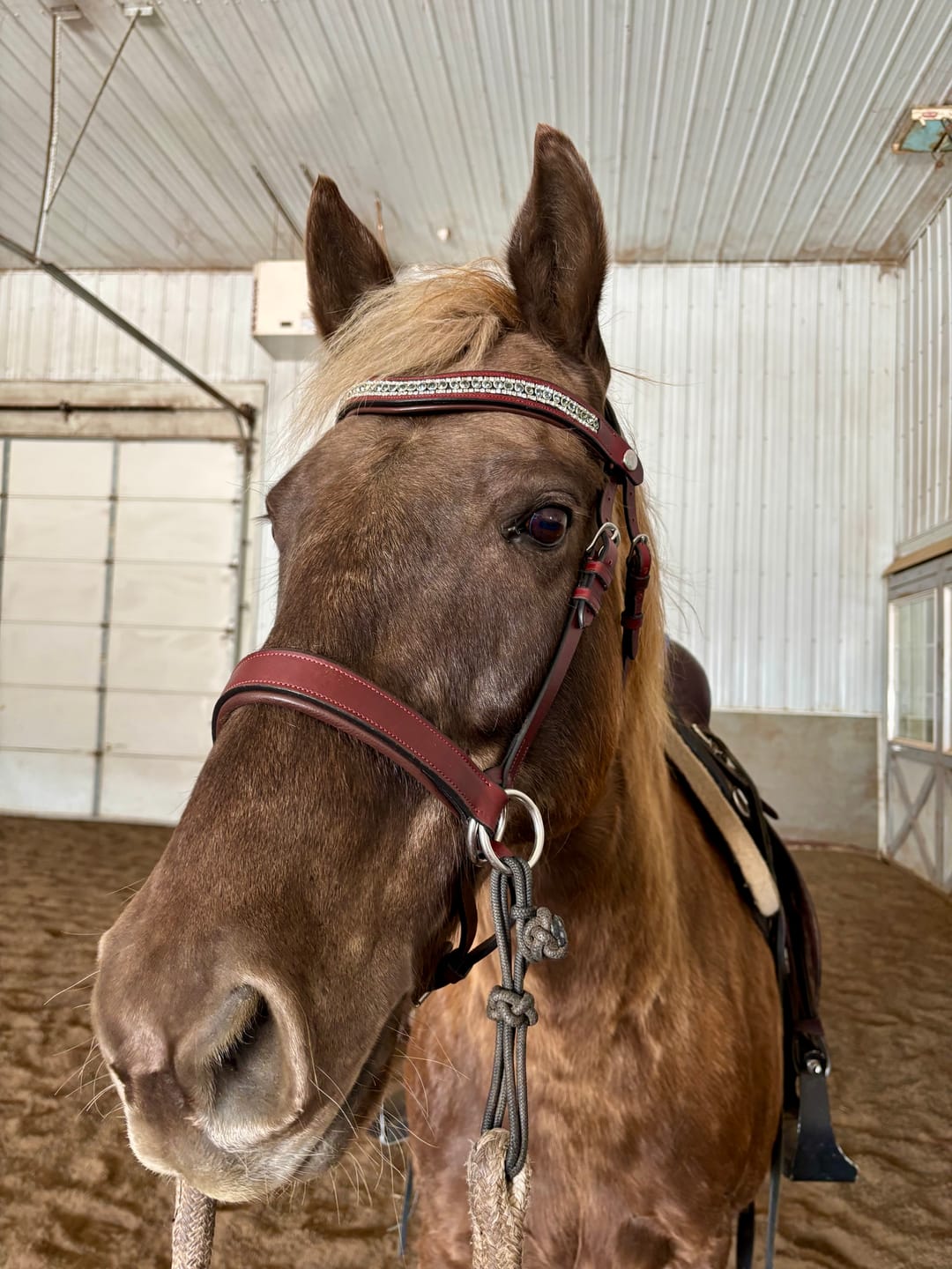 Customer photo review of Esmeralda Green Snap-Out Browband