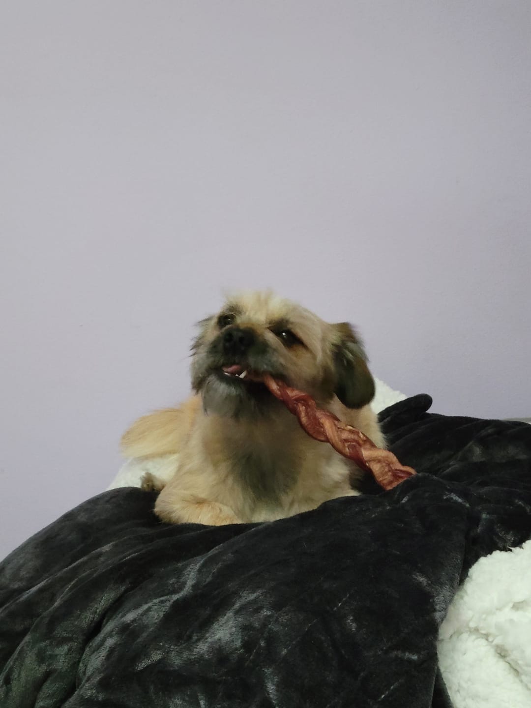 Customer photo review of 12 Inch Standard Braided Bully Stick