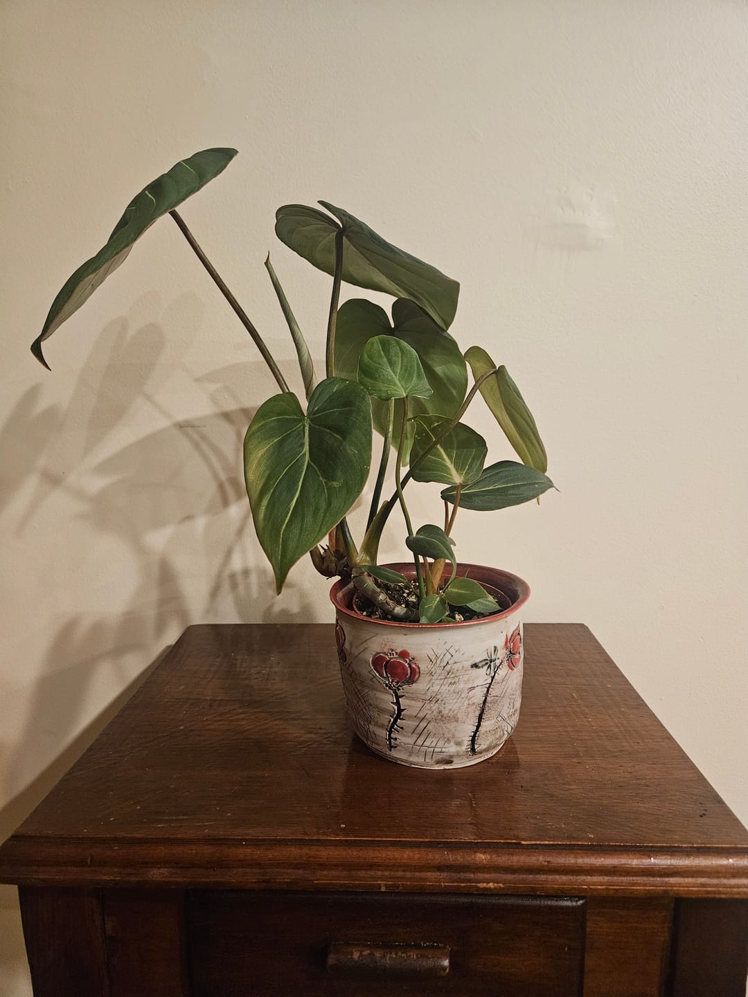 Customer photo review of Philodendron gloriosum