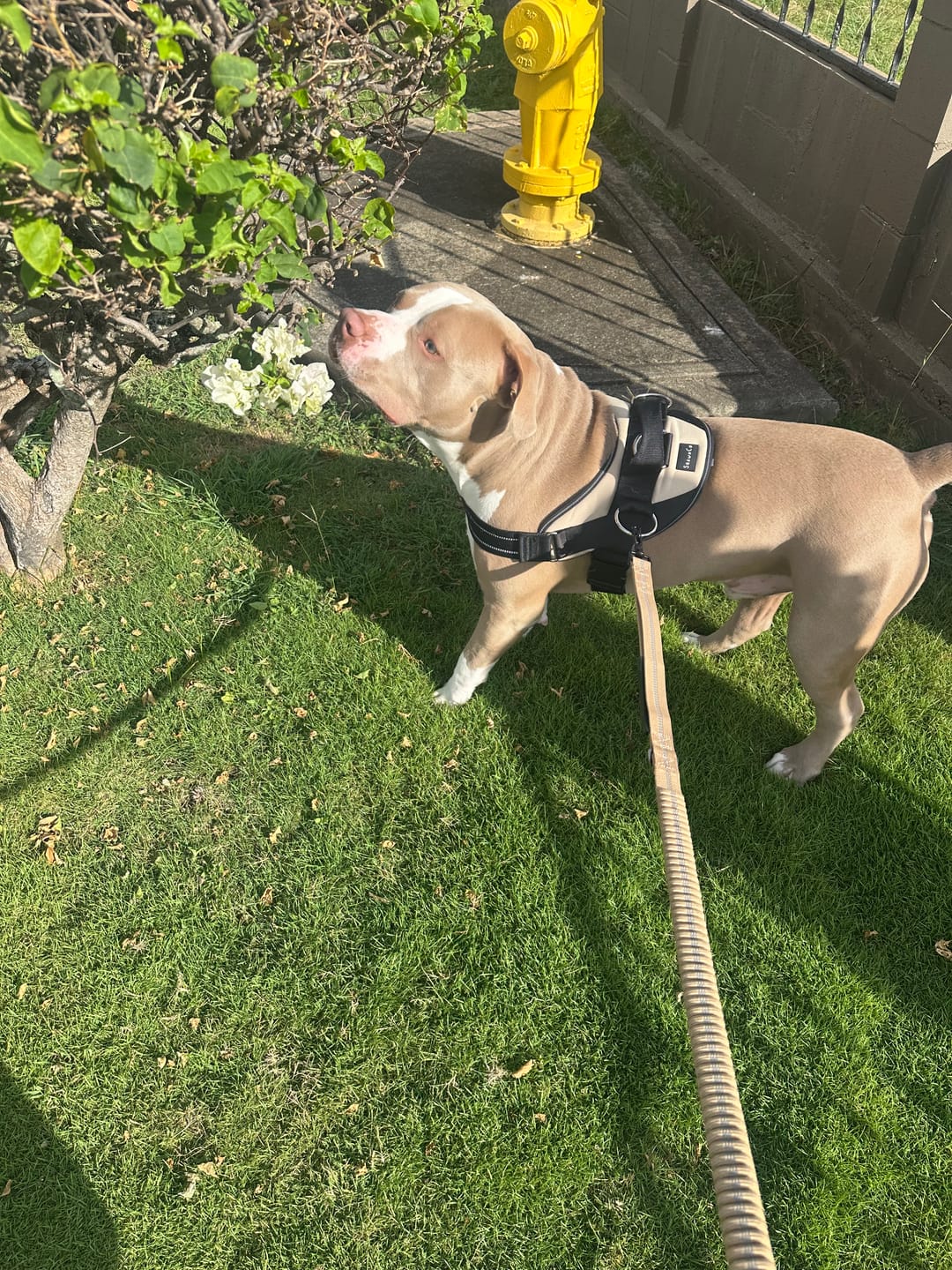 Customer photo review of No Pull Bully Proof Harness