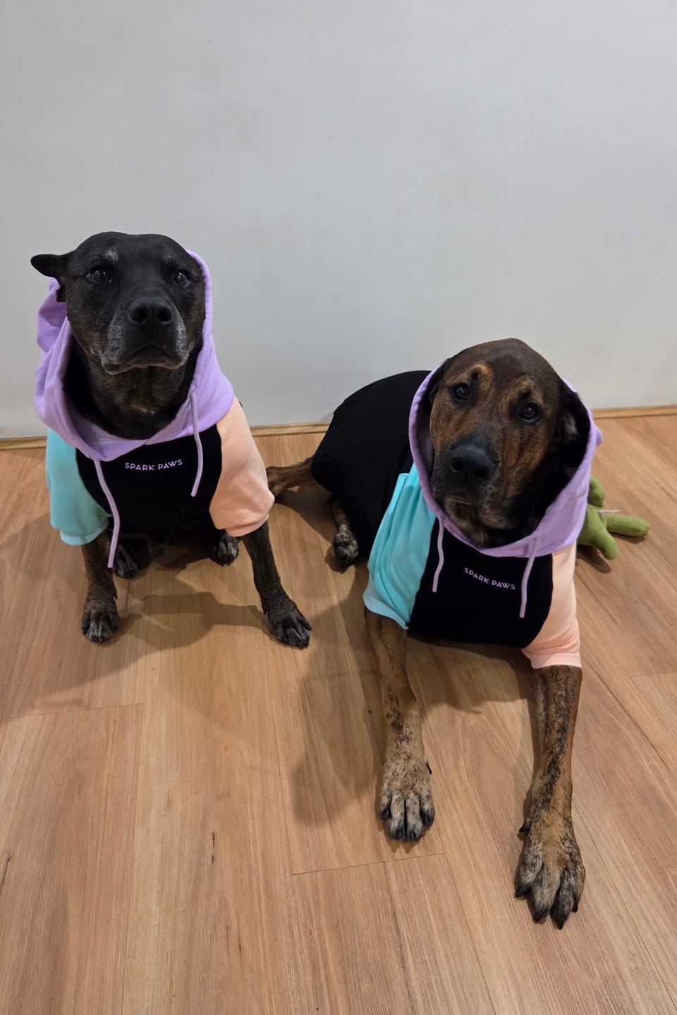 Customer photo review of Color Block Dog Hoodies