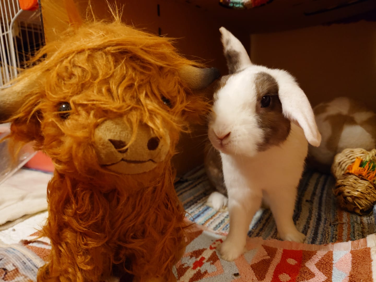Customer photo review of Scottish Highland Cow Soft Stuffed Plush Toy