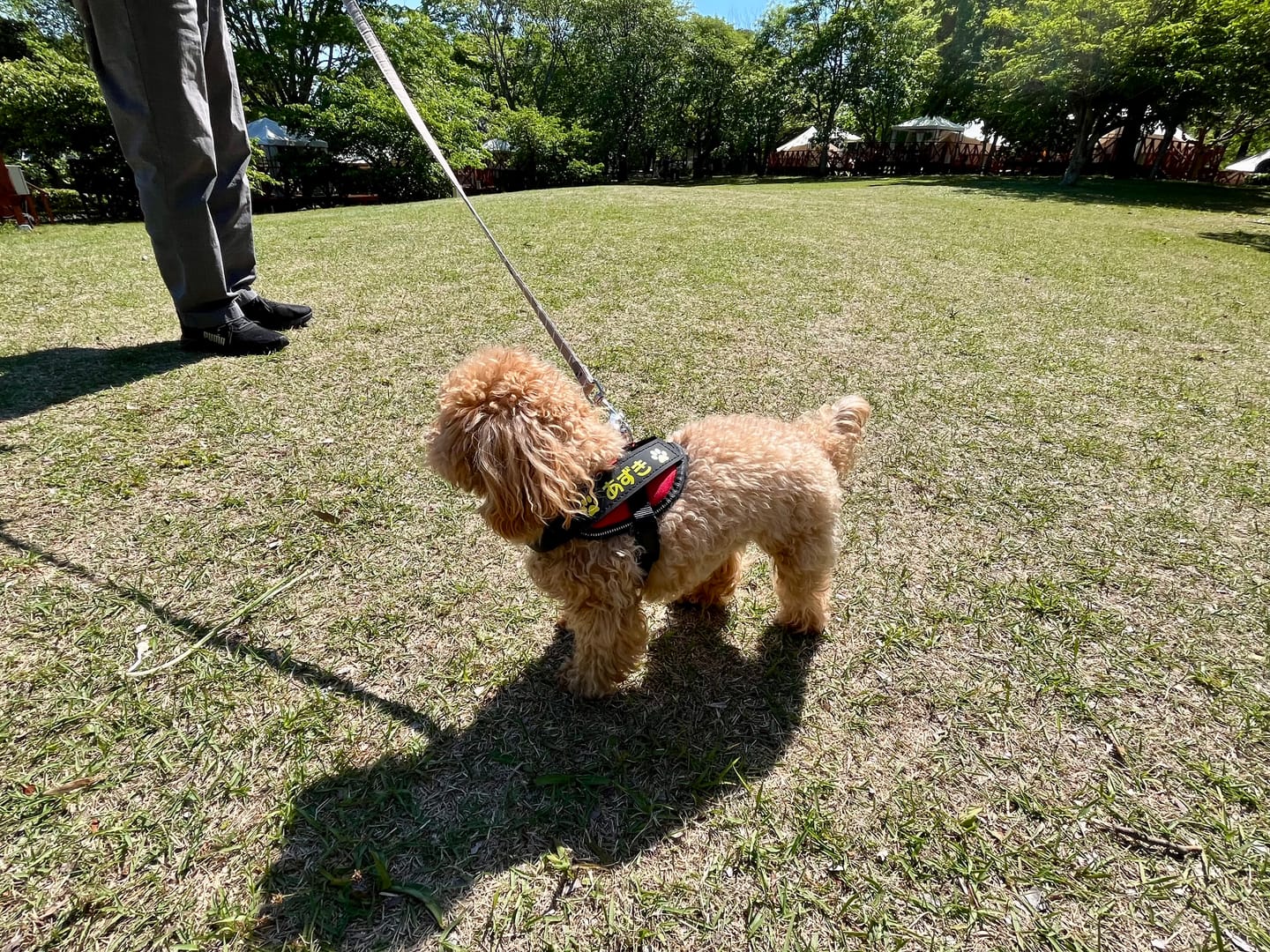 Customer photo review of ハーネス専用お名前タグ（２枚セット・マジックテープ式）