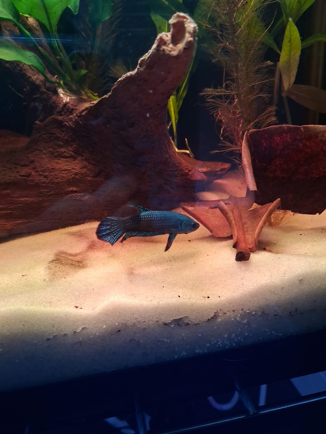 Customer photo review of Wild Alien Blue Male Betta Fish