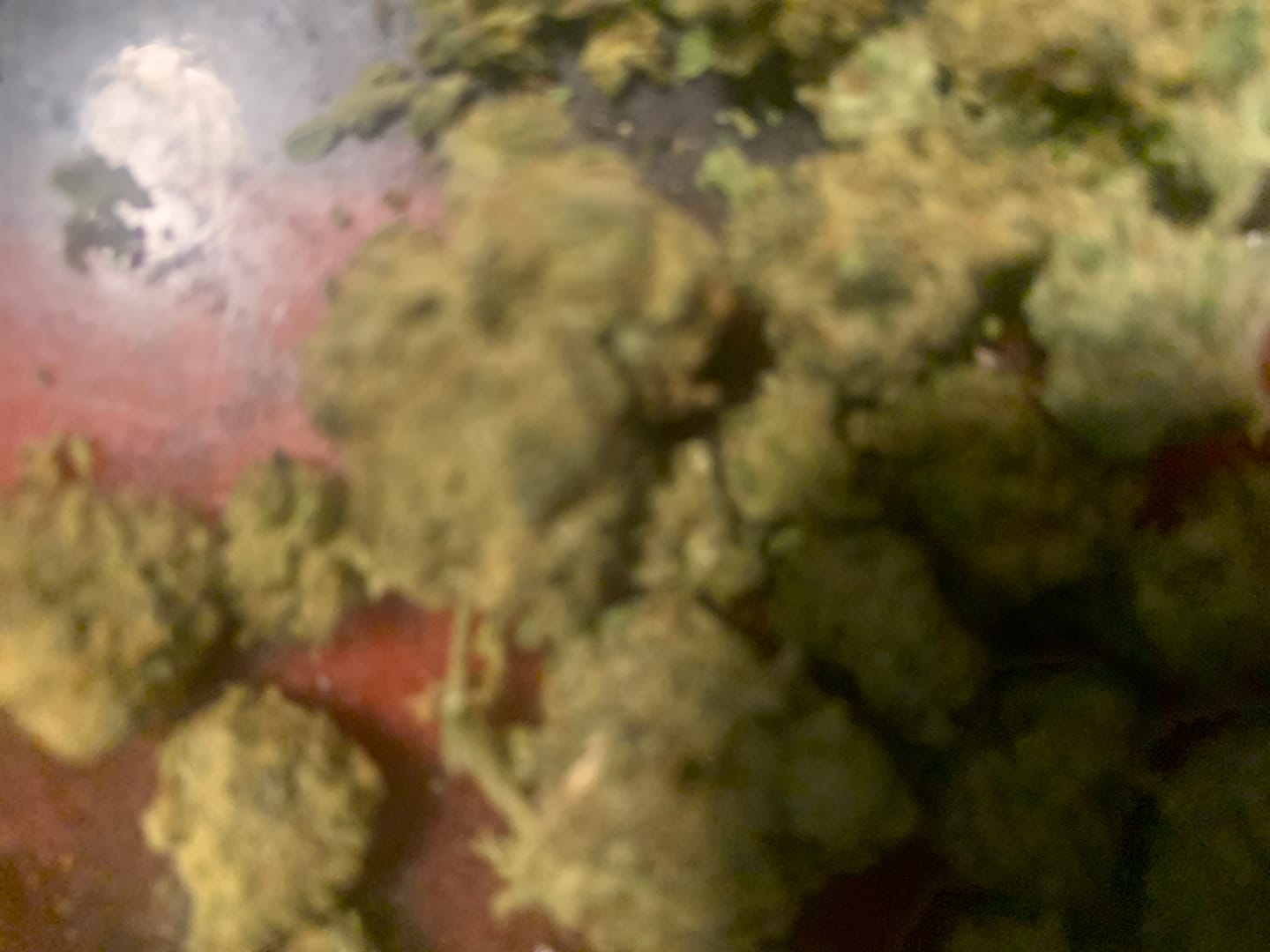 Customer photo review of Chocolate Diesel - 28 Grams - Hybrid