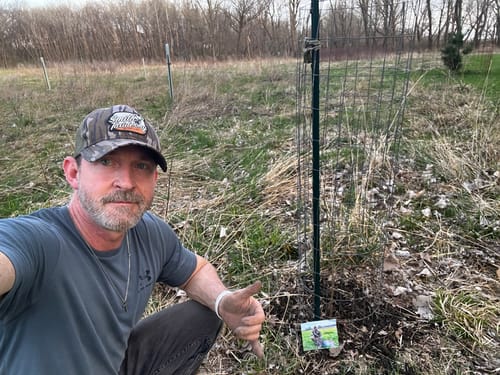 Customer photo review of Hybrid Chestnut