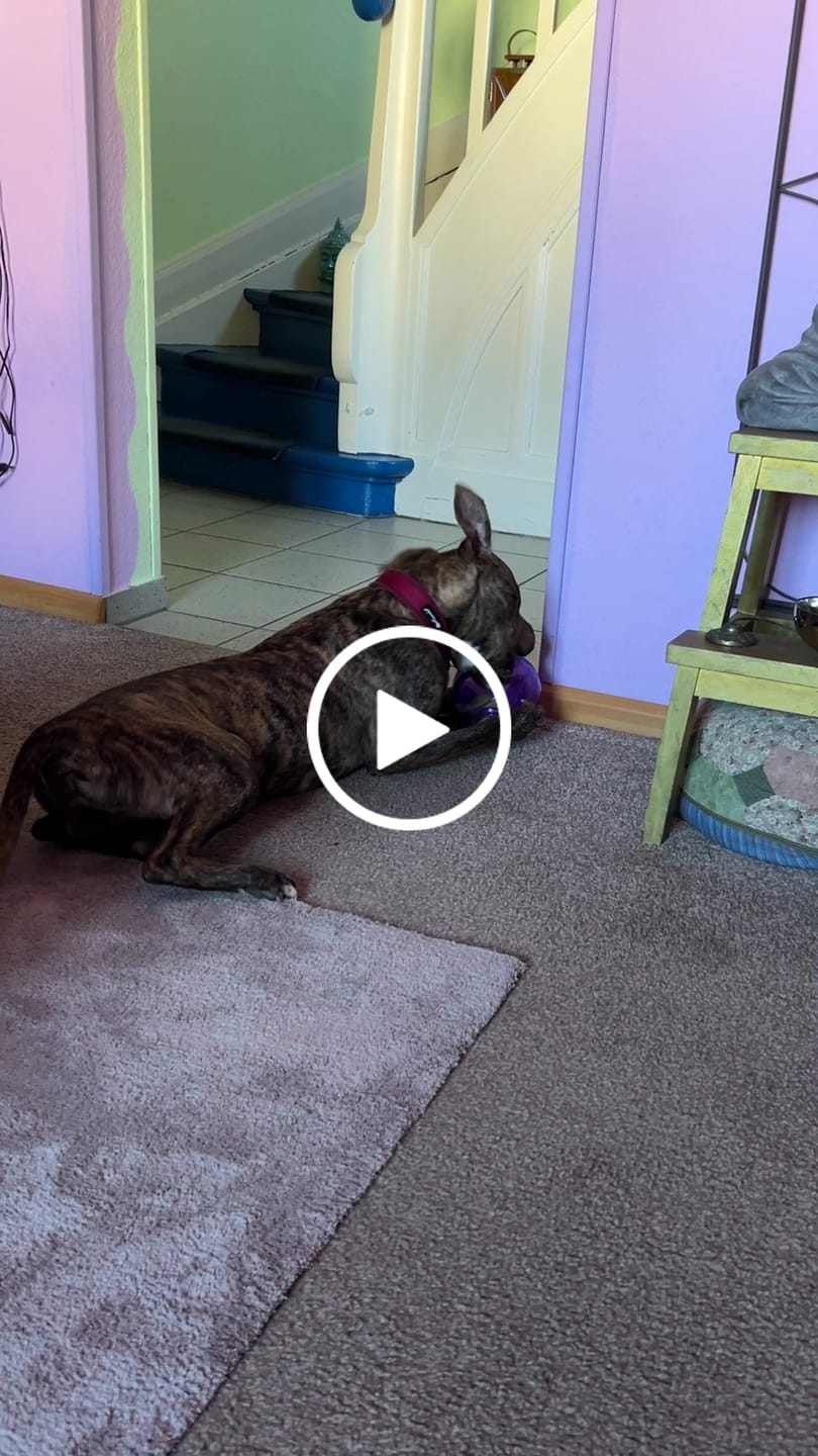 Customer video review of Darmflora Test Basic Hund