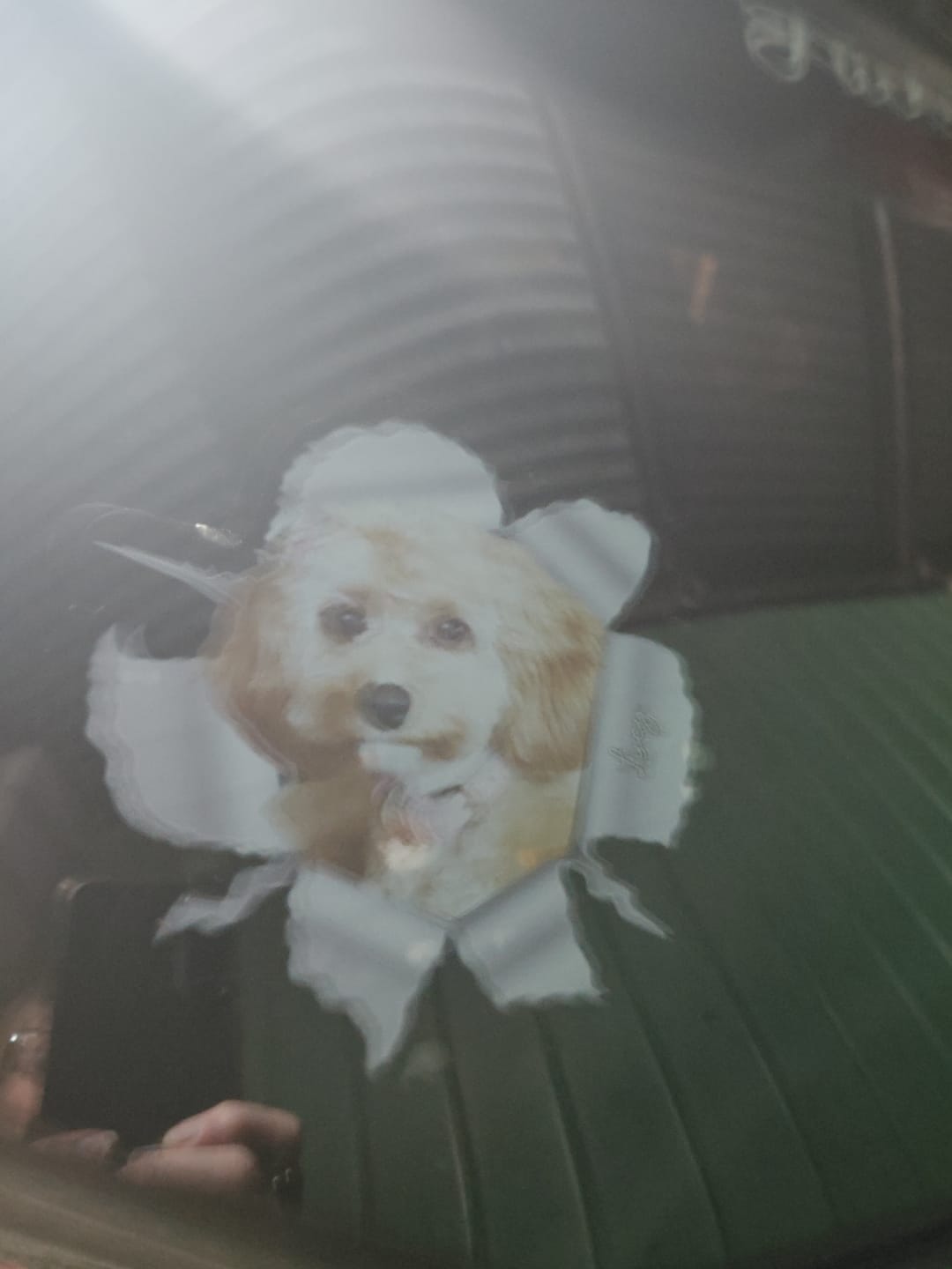 Customer photo review of Custom Photo RV Decal - Personalized Birthday Gifts For Dog Cat Lovers
