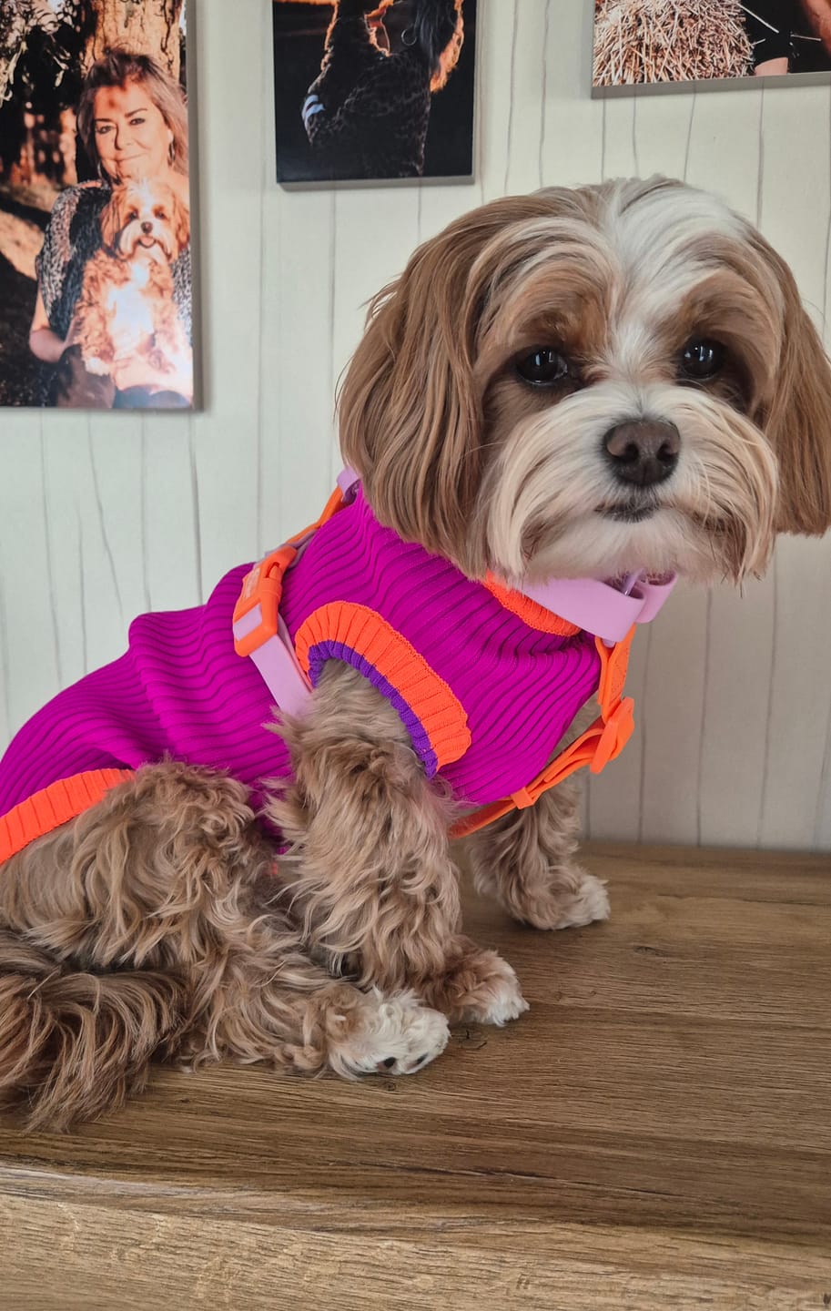 Customer photo review of THE GLOW JUMPER 2.0 - Neon Hundepullover - (Electric Sunset)