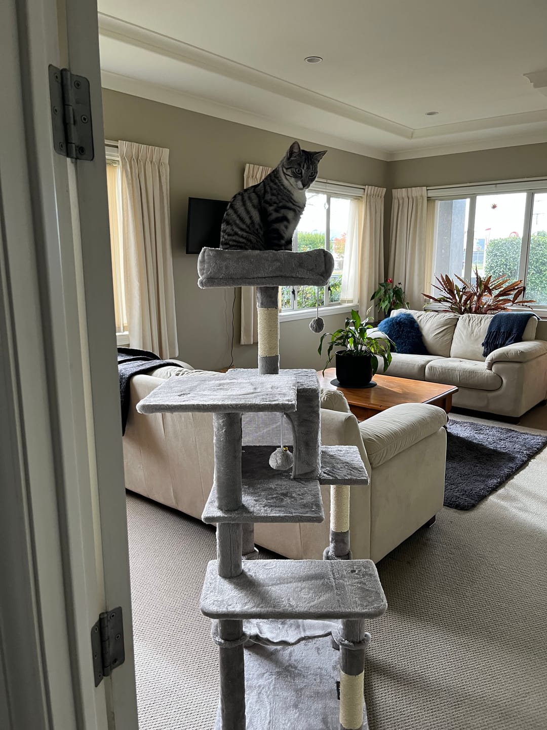 Customer photo review of Cat Tree 143cm For Indoor Cats with Scratching Posts and Perches - Light Grey