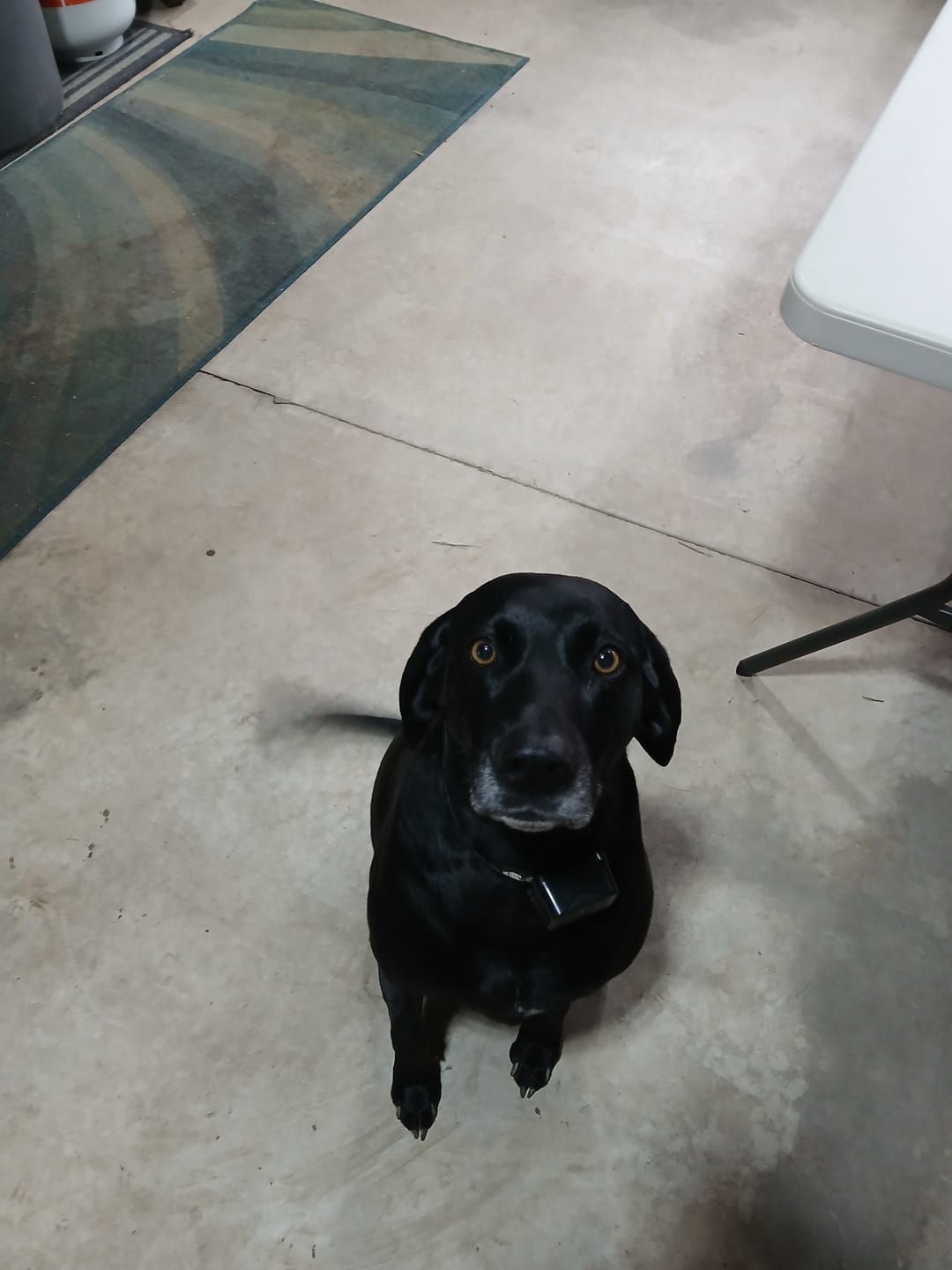 Customer photo review of NexGard for Dogs - Powerful Monthly Protection Against Fleas & Ticks