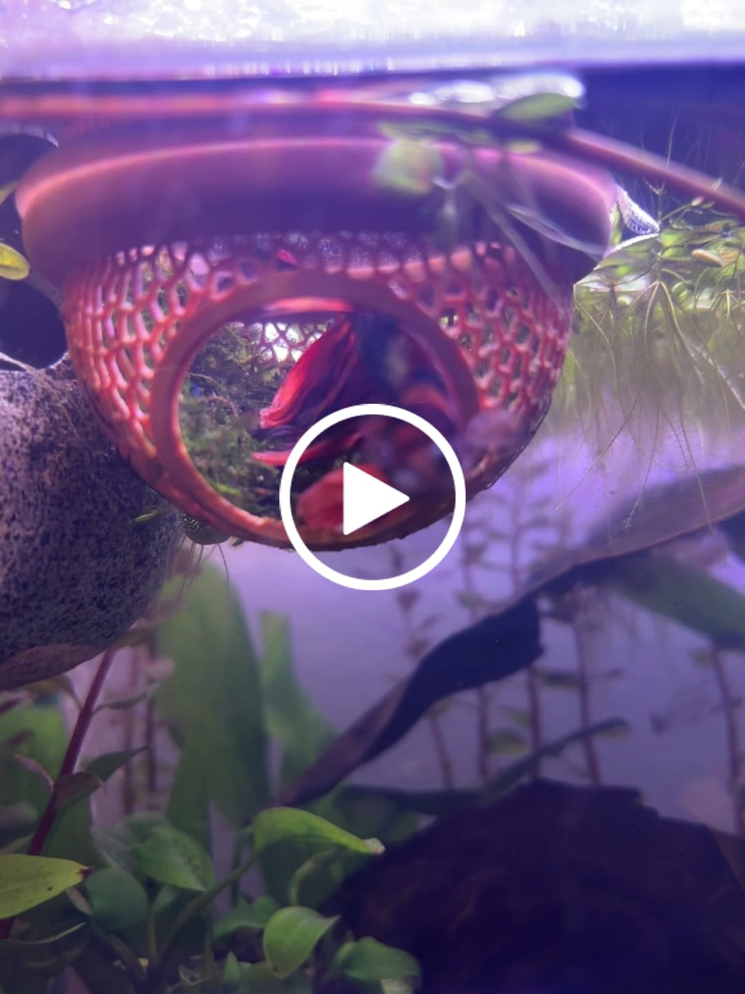 Customer video review of Multicolor Halfmoon Male Betta Fish | High Grade | Order Directly From Farm |  You Pick Fish |