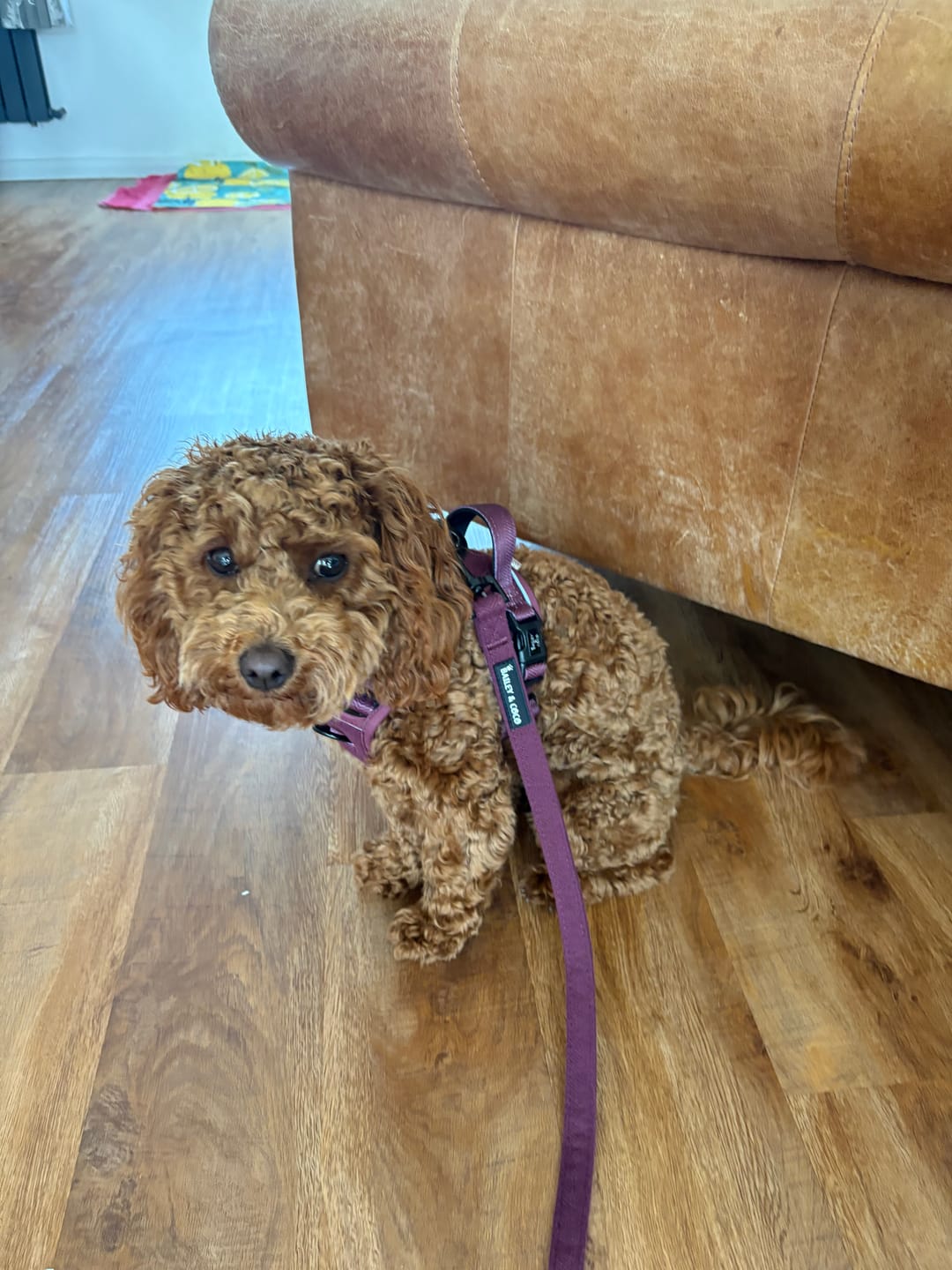 Customer photo review of Trail & Glow® Dog Harness - Mulberry Tweed