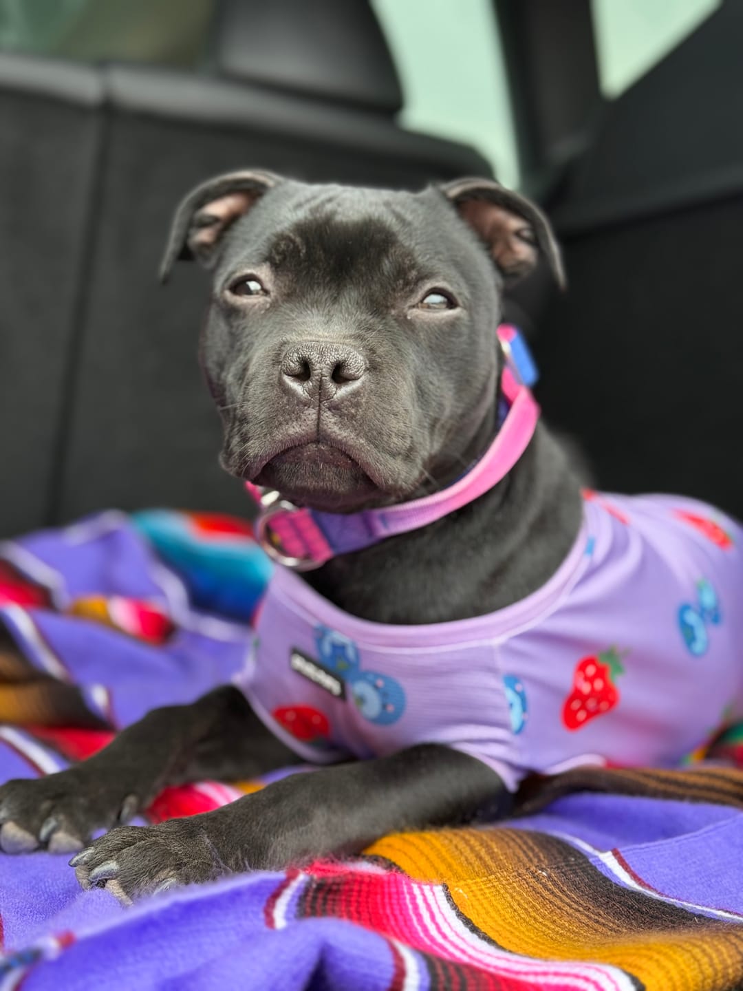 Customer photo review of Comfort Control Collar Set - Snow Cone