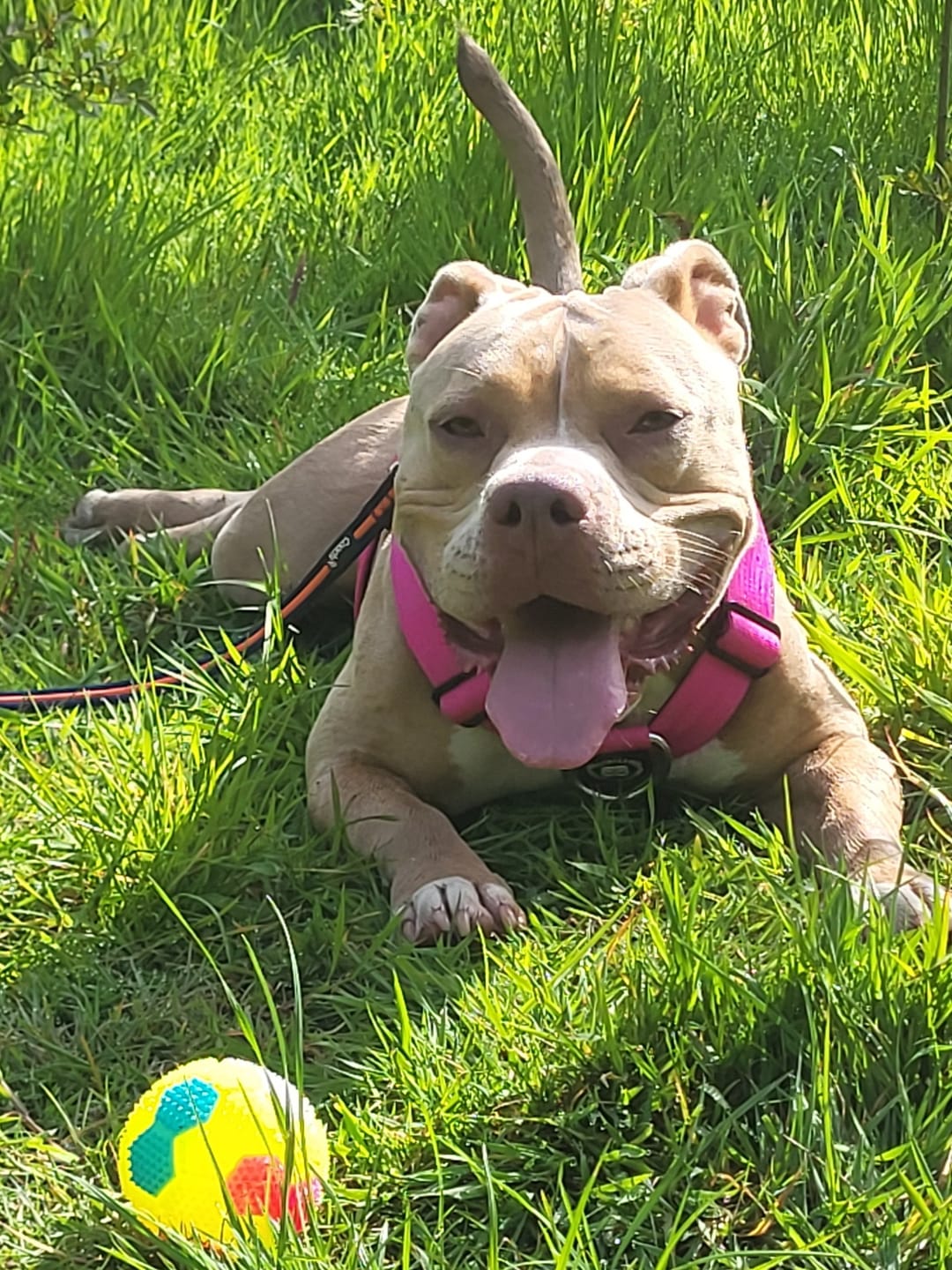 Customer photo review of Anti-Pull TRI-Harness® | Training Dog Harness for All Breeds - Magenta