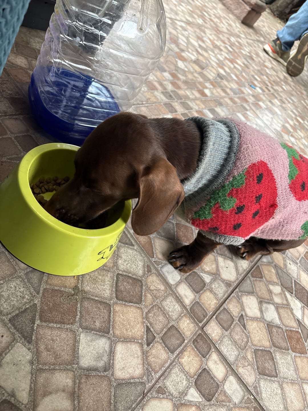 Customer photo review of PetFamily Foods Cachorros