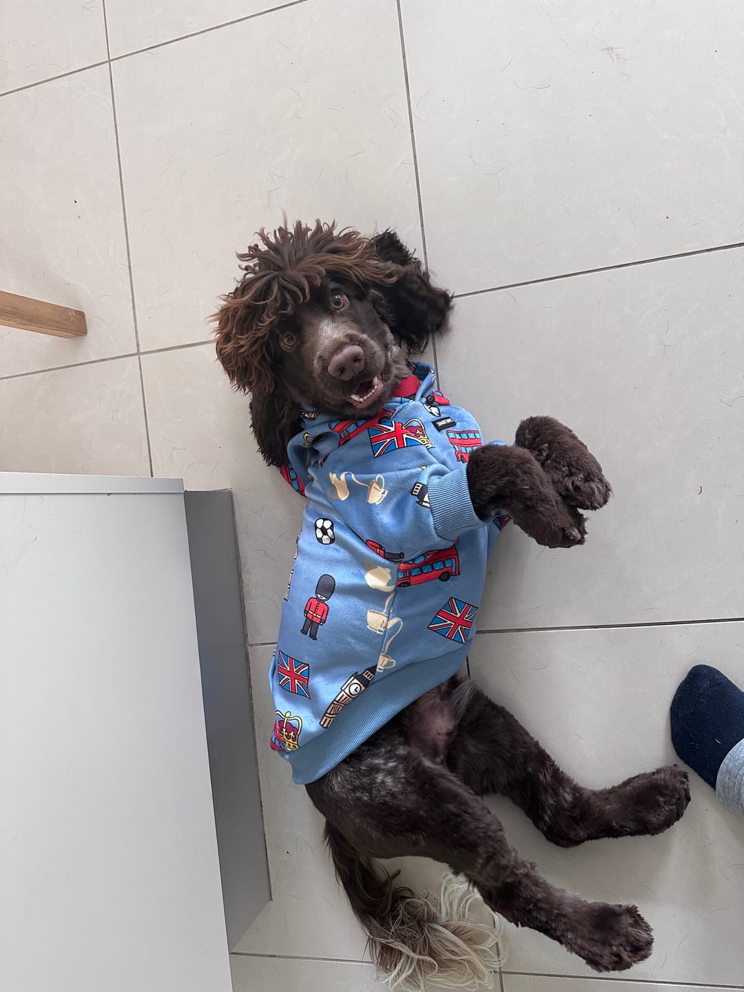 Customer photo review of The UK Dog Hoodie