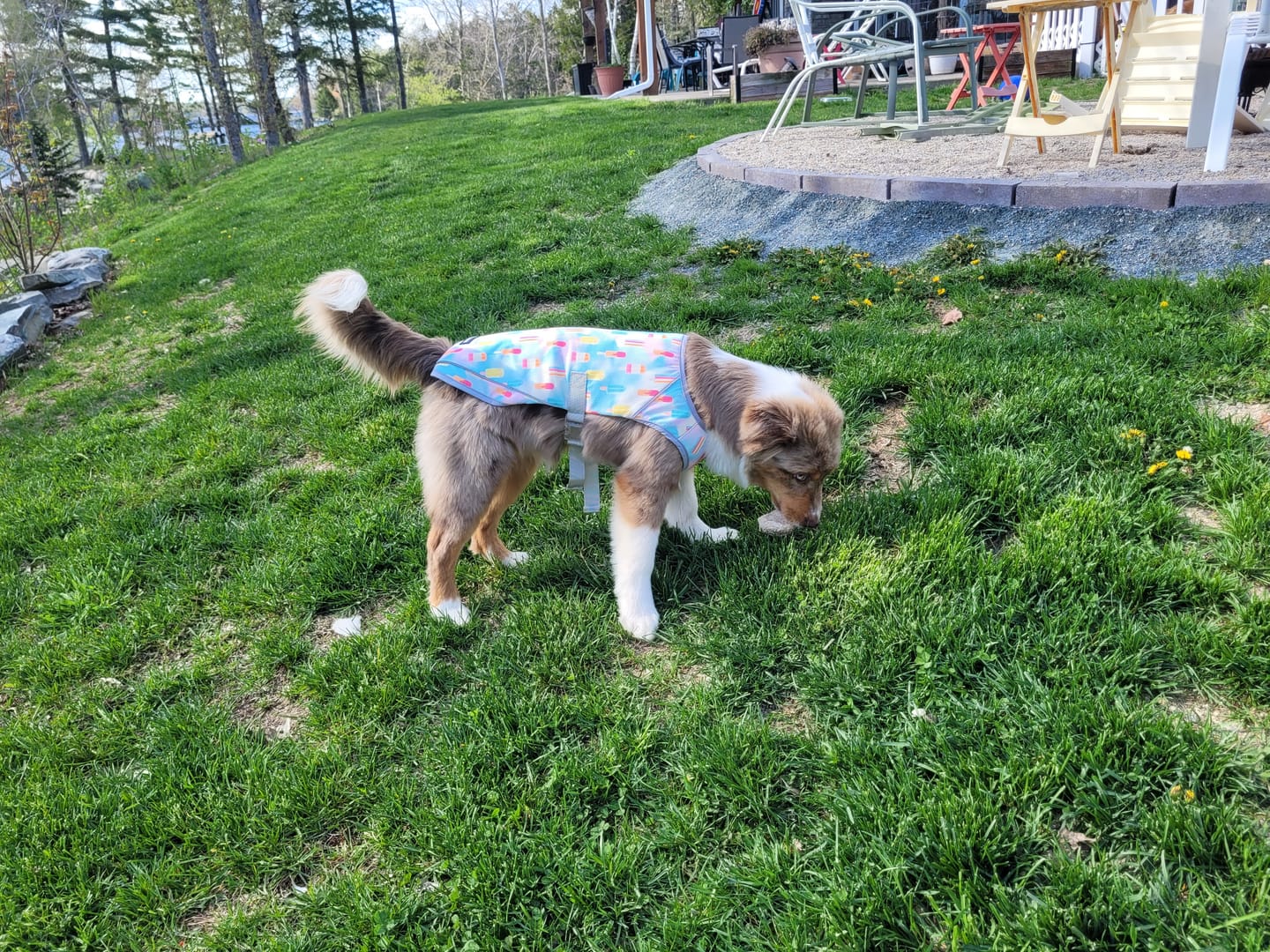 Customer photo review of Chilltech™ Dog Cooling Vests