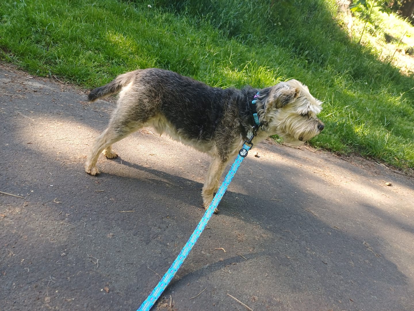 Customer photo review of Little dog syndrome collar