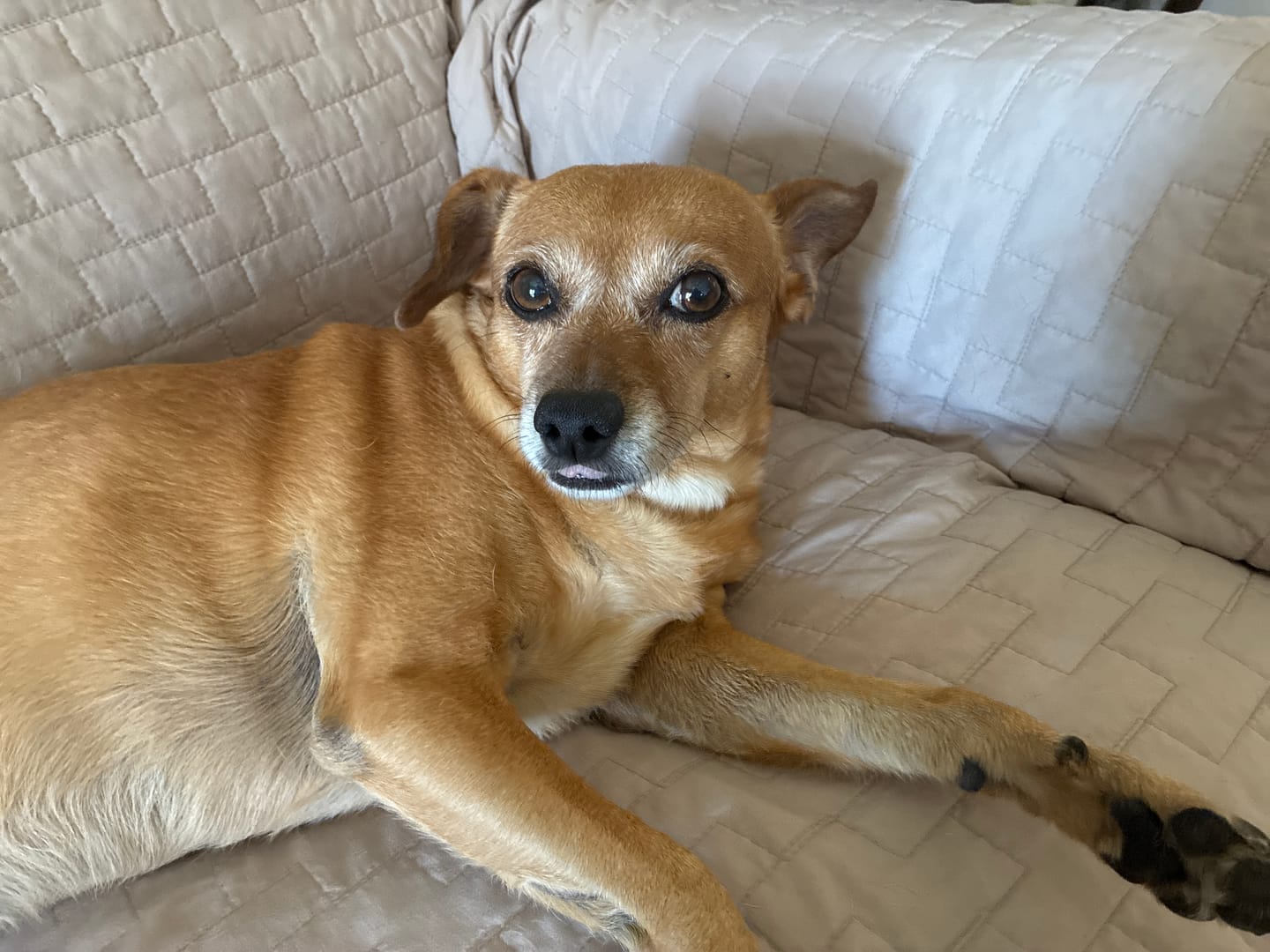 Customer photo review of USDA Organic Dog Shampoo + Conditioner | Petsmont Dream Bubbles