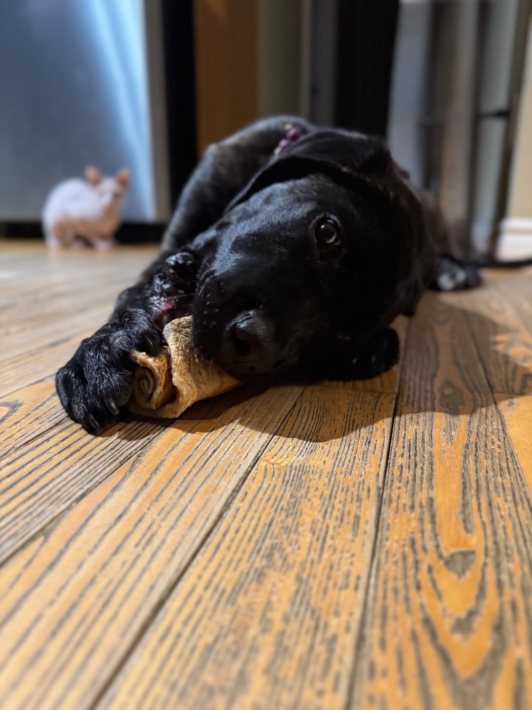 Customer photo review of 12 Inch Monster Bully Stick