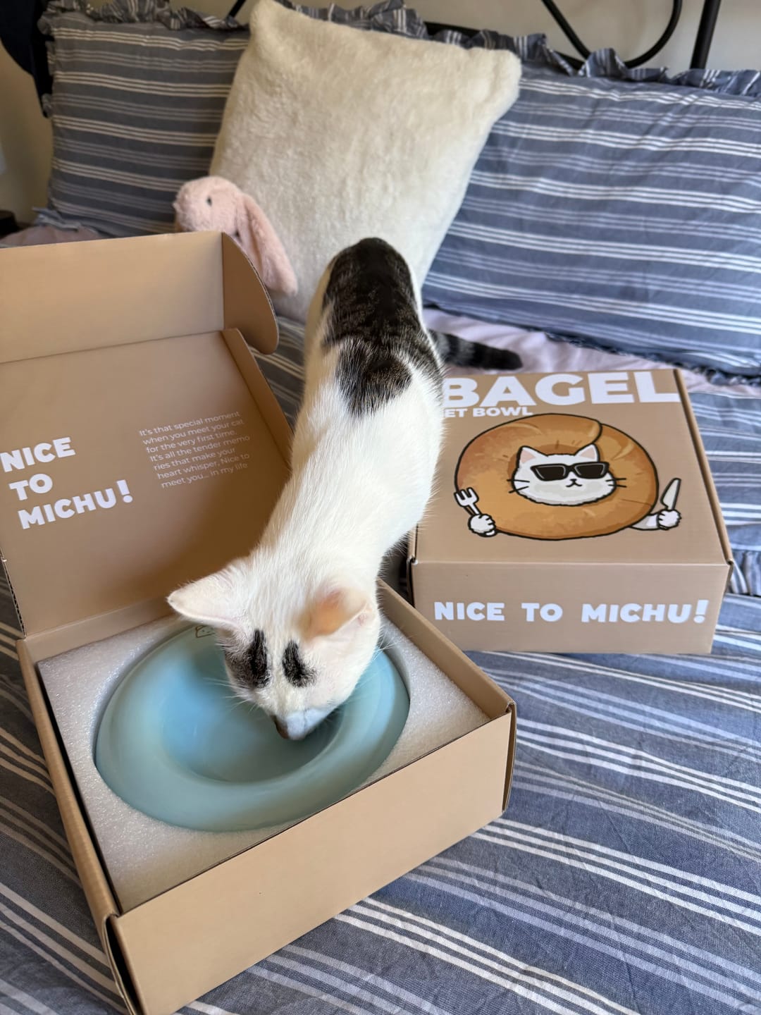 Customer photo review of Michu Bagel Ceramic Cat Bowl – Anti-Whisker Wide Shallow Cat Food Bowl | 6 Colours