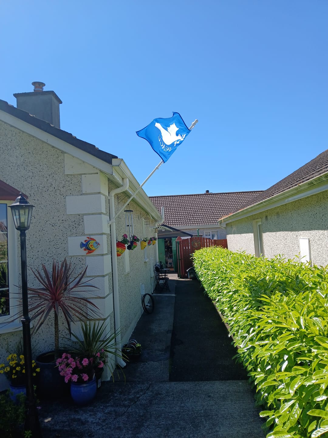 Customer photo review of Peace Flag - White Dove on a Blue Background