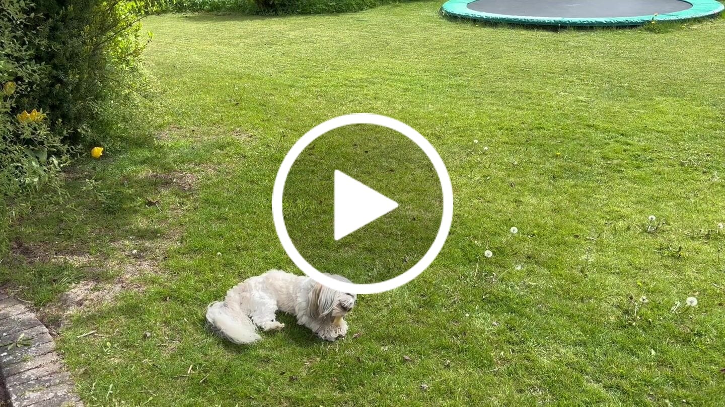 Customer video review of Dogman - Munchy Tyggepind, 25cm