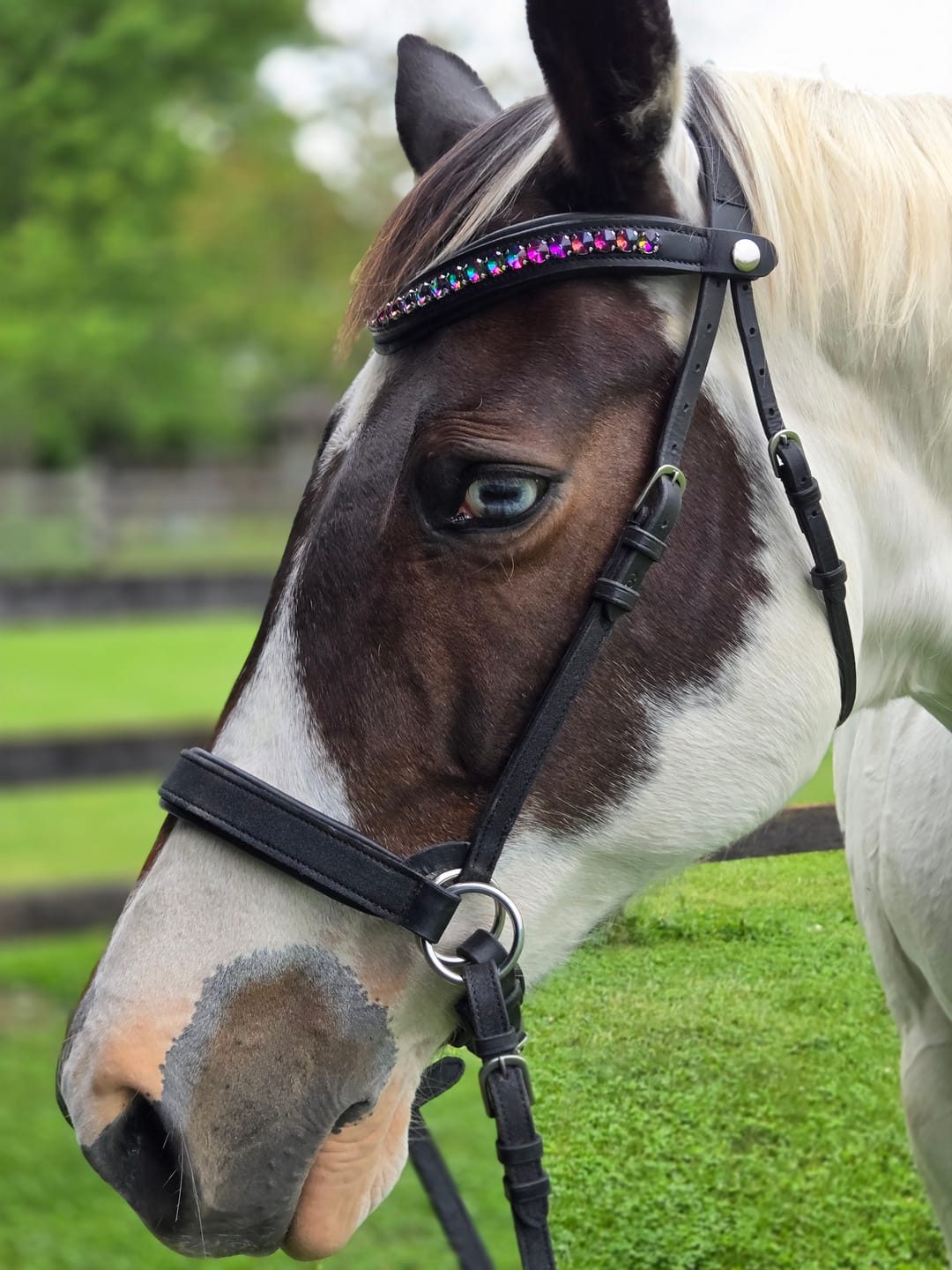 Customer photo review of Wanderlust Bitless Bridle