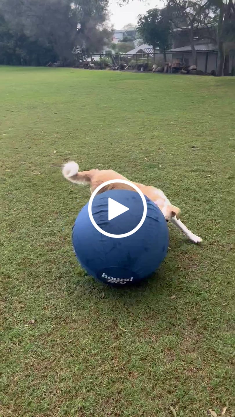 Customer video review of Herding Ball