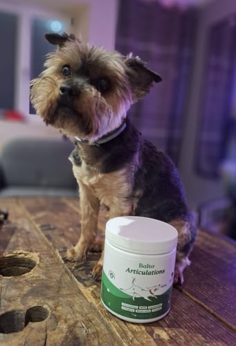 Le petit Yorkshire d'un client est assis sur une table à côté d'un pot de Complément articulations.