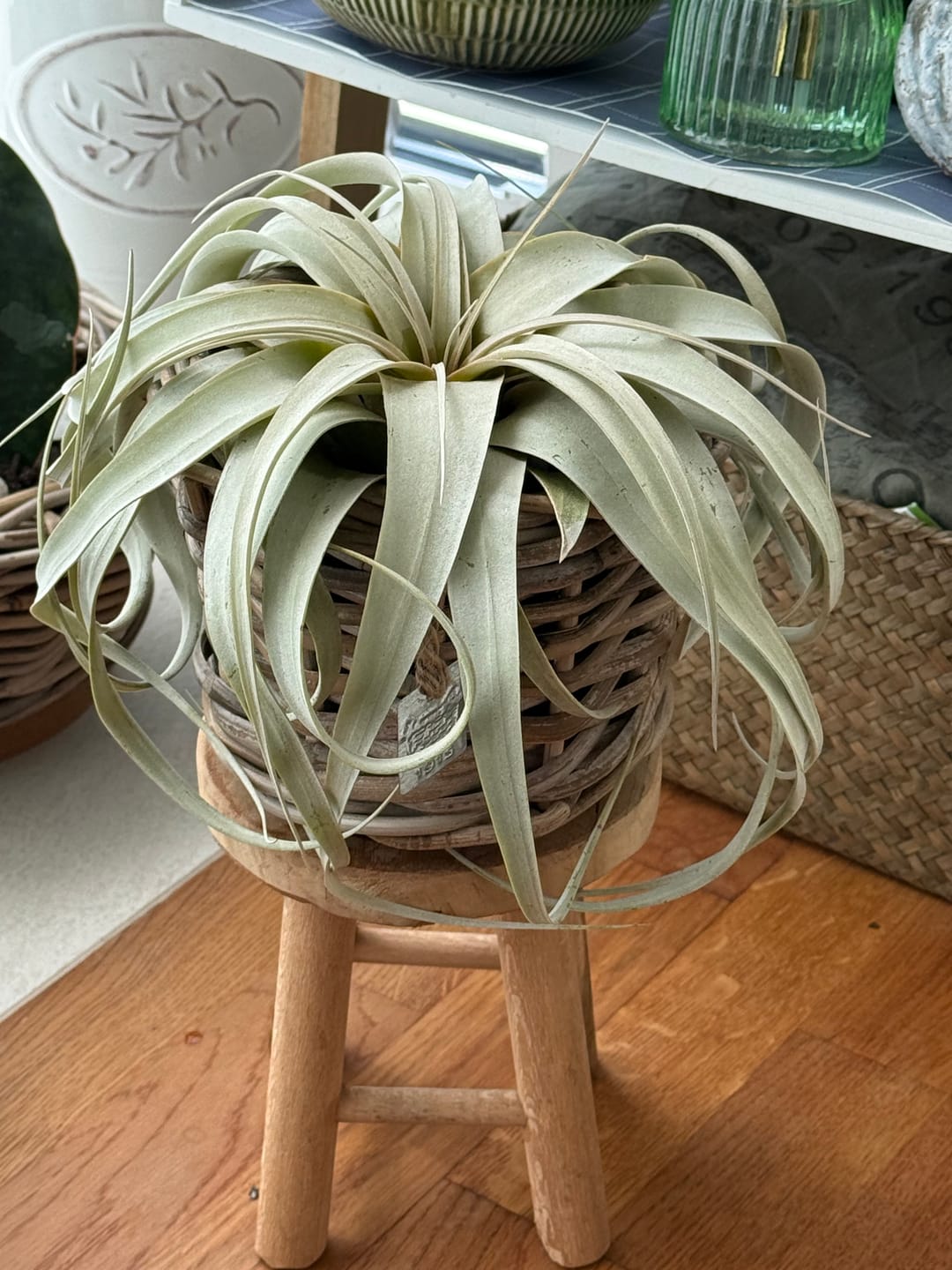 Customer photo review of Tillandsia xerographica