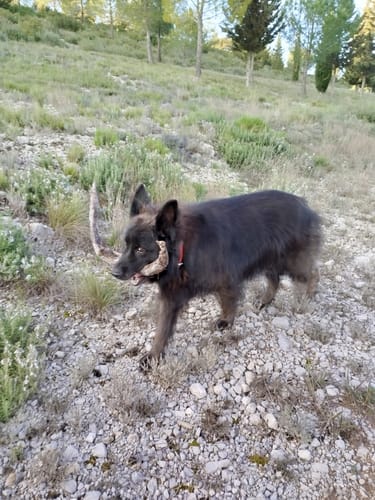 Le chien noir d'un client profite d'une balade en extérieur après avoir pris le Complément articulations.