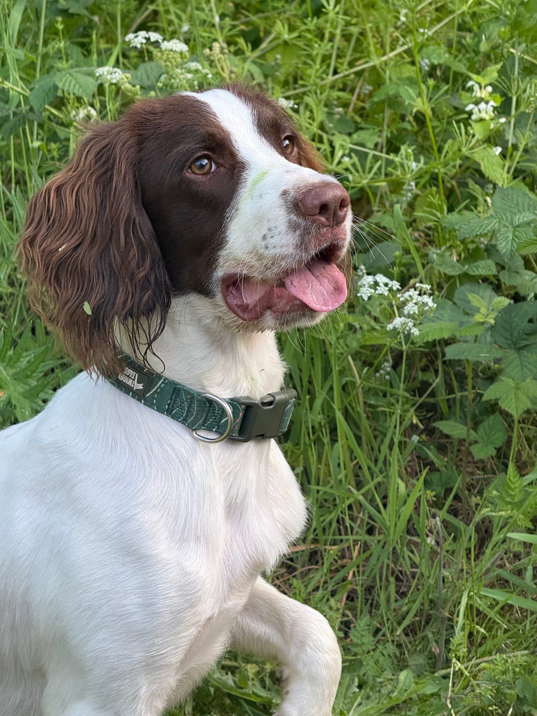 Customer photo review of Apex® Collar