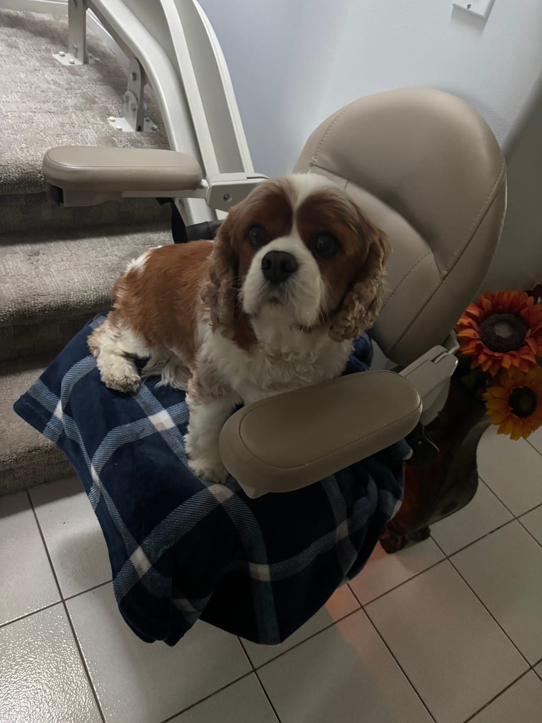 Customer photo review of Large Bully Stick Ring