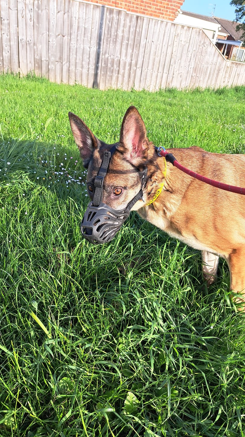 Customer photo review of Muzzle | Flexi & Legal Requirement - S-XL Breeds - Black