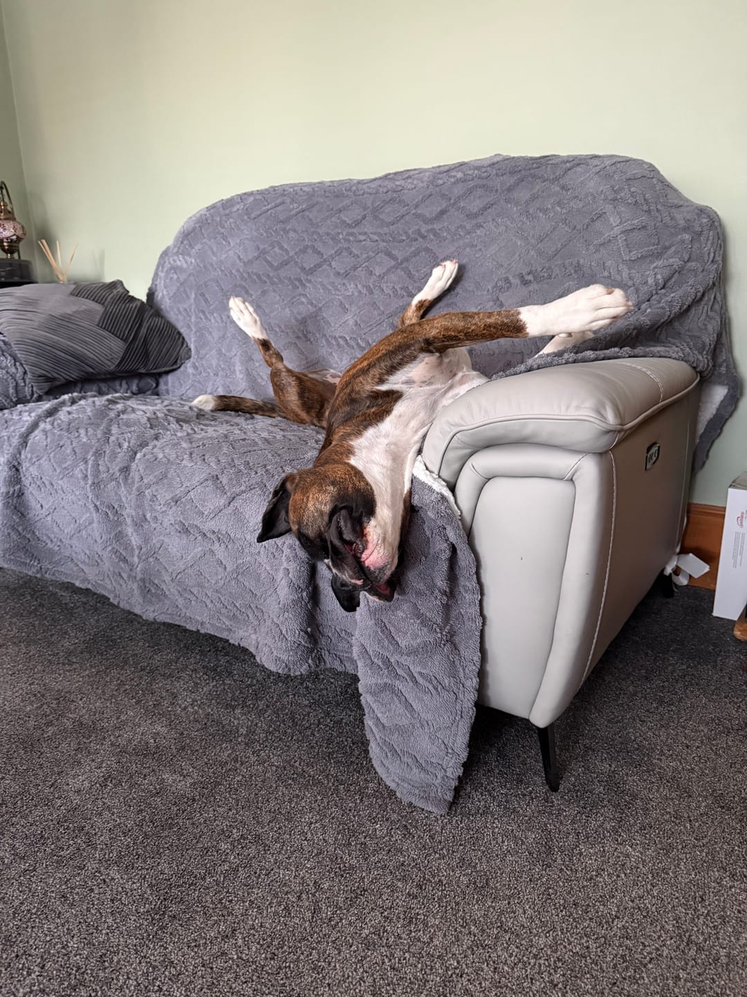Customer photo review of collagen for dogs