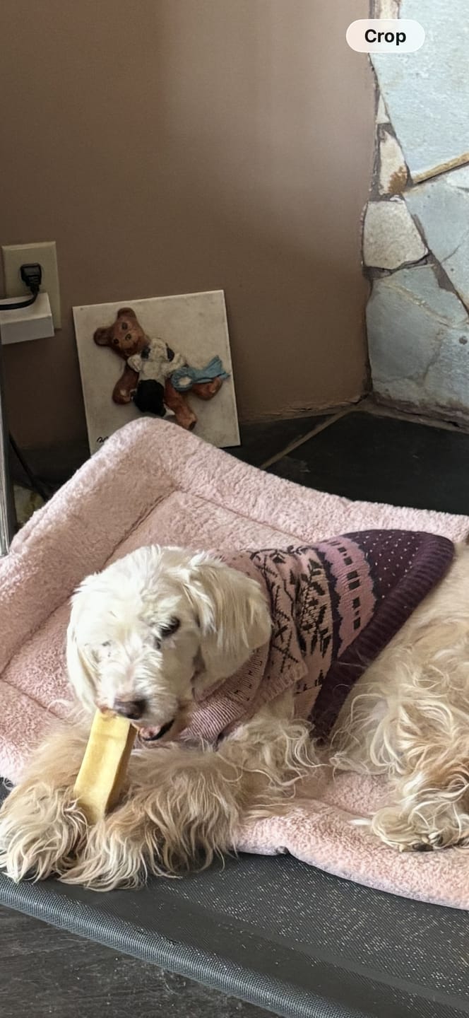 Customer photo review of Himalayan Yak Chew (MEGA)