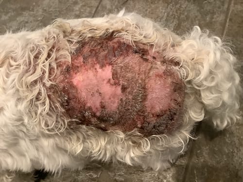 Customer photo review of Grooming Starter Kit | Lactic Acid 10 Pack