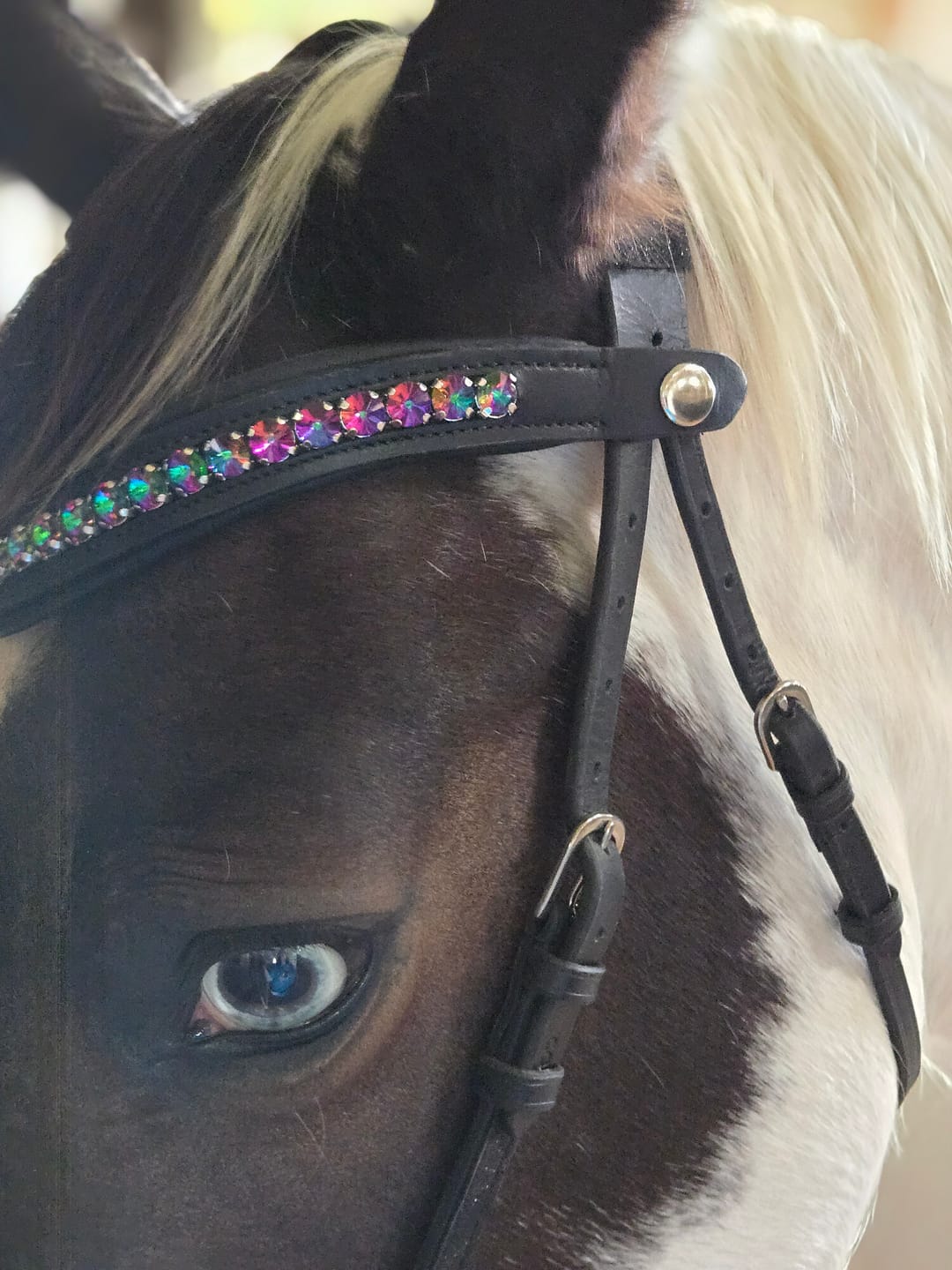 Customer photo review of Carnival Snap-Out Browband