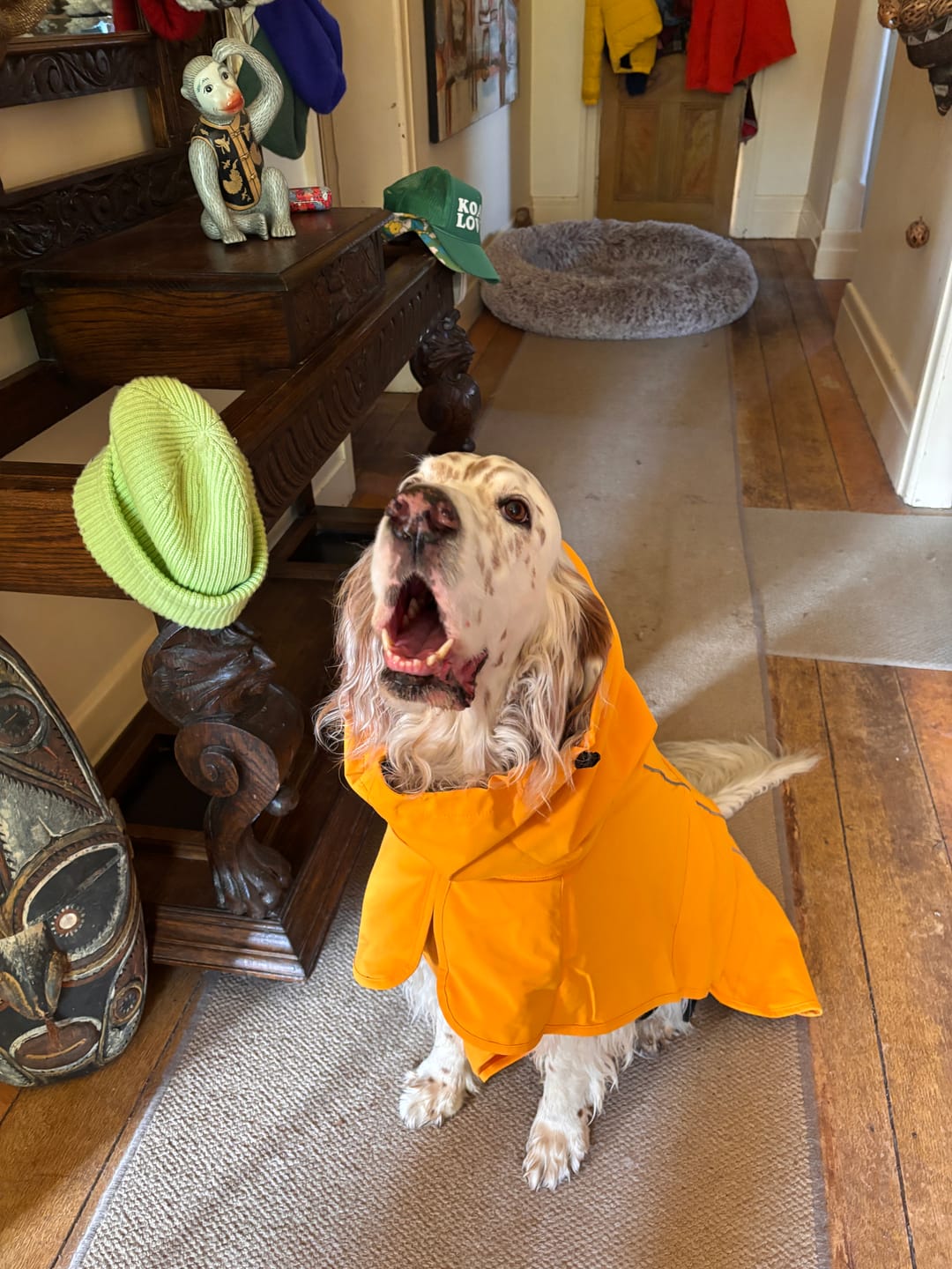 Customer photo review of Breatheshield™ Dog Raincoats