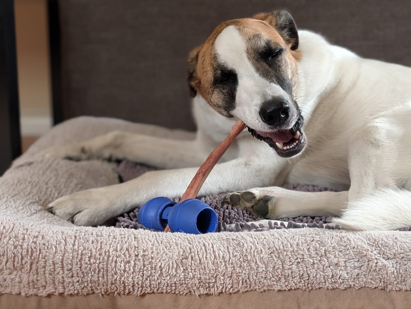 Customer photo review of 12 Inch Mega Monster Bully Stick (LIMITED)