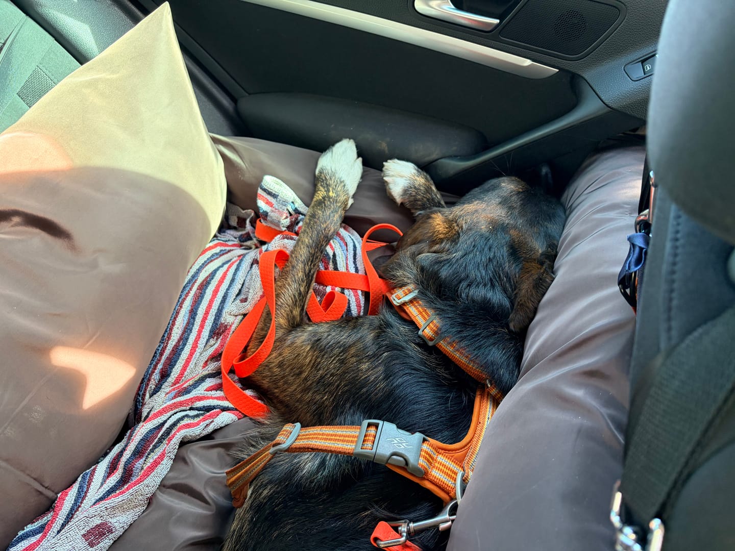 Customer photo review of Travel Dog Pod XL - Now With Isofix