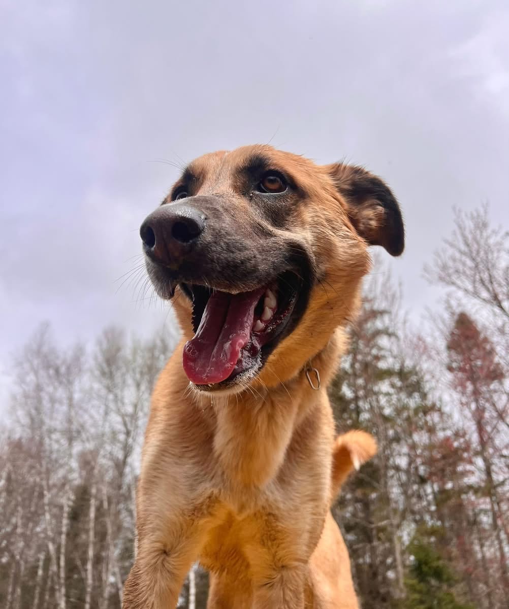 Customer photo review of 12 Inch Jumbo Bully Stick