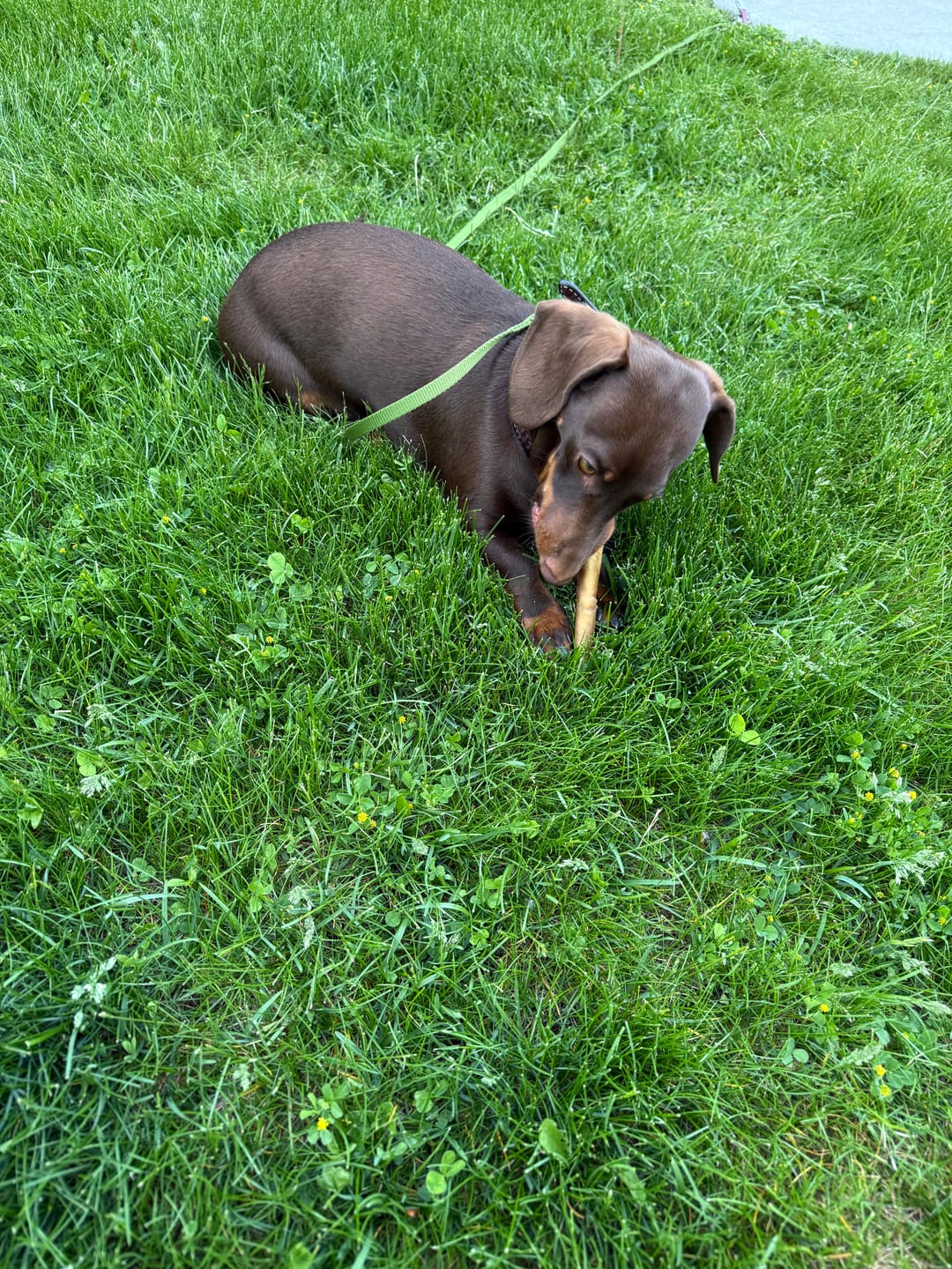 Customer photo review of 6 Inch Standard Bully Stick